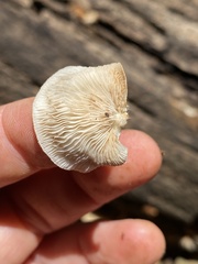 Crepidotus nephrodes
