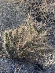 Cylindropuntia