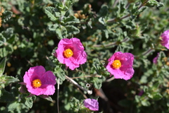 Cistus crispus