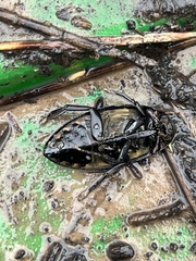 Hydrophilus triangularis