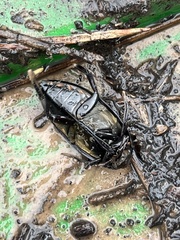 Hydrophilus triangularis