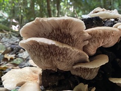 Crepidotus nephrodes