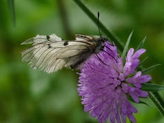 Parnassius mnemosyne