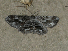 Stenoporpia vernata