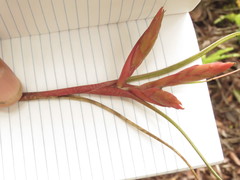 Tillandsia butzii