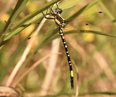 Parasynthemis regina