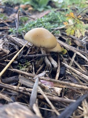 Psilocybe allenii