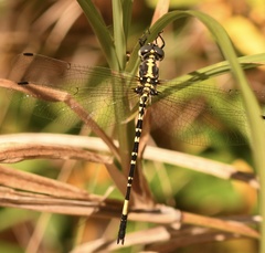 Parasynthemis regina