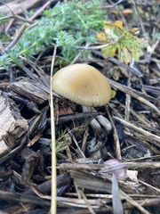 Psilocybe allenii