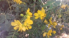 Senna multiglandulosa