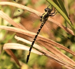 Parasynthemis regina