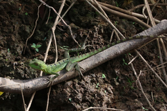 Basiliscus plumifrons