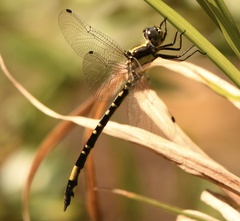 Parasynthemis regina