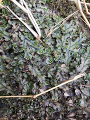 Marchantia polymorpha polymorpha