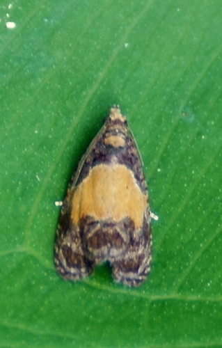Fern Olethreutes