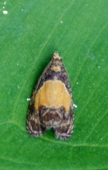 Olethreutes osmundana