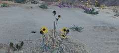 Helianthus petiolaris canescens