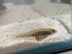 Hypseleotris