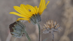 Helianthus petiolaris canescens