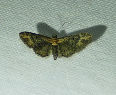 Eupithecia flavigutta