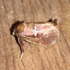 Monoleuca semifascia