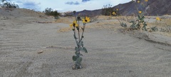 Helianthus petiolaris canescens