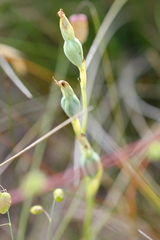 Calochilus