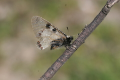Archon apollinus