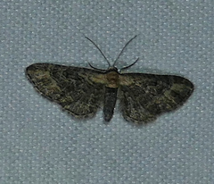Eupithecia flavigutta