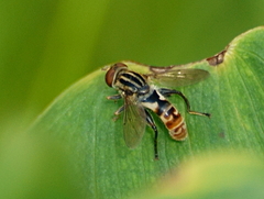 Anasimyia