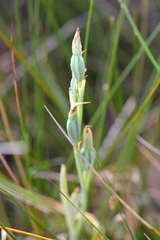 Calochilus