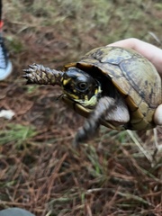 Terrapene carolina triunguis