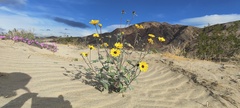 Helianthus petiolaris canescens