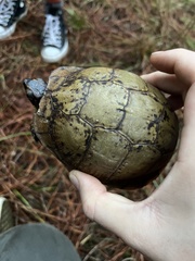 Terrapene carolina triunguis