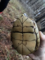 Terrapene carolina triunguis
