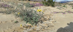 Helianthus petiolaris canescens