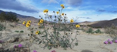 Helianthus petiolaris canescens