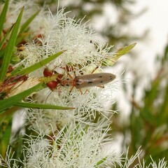Parisopalpus nigronotatus