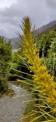 Aciphylla scott-thomsonii