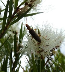 Parisopalpus nigronotatus