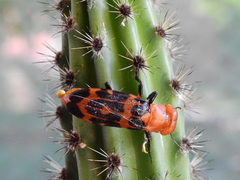 Cissites maculata