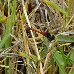 Diplacodes melanopsis