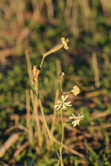Silene legionensis