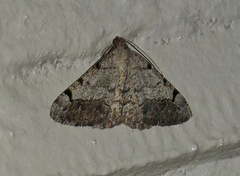 Digrammia triviata