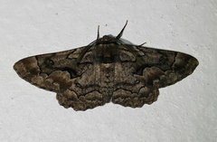 Phaeoura perfidaria