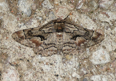 Phaeoura perfidaria