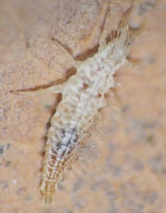 Chrysopa quadripunctata