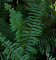 Nephrolepis brownii