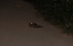 Caprimulgidae