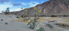 Helianthus petiolaris canescens
